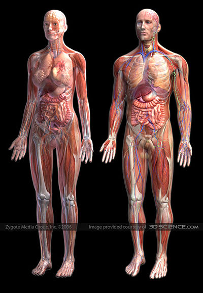 400px-human-anatomy-zygote